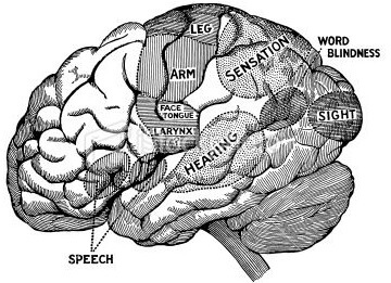 Brain Map